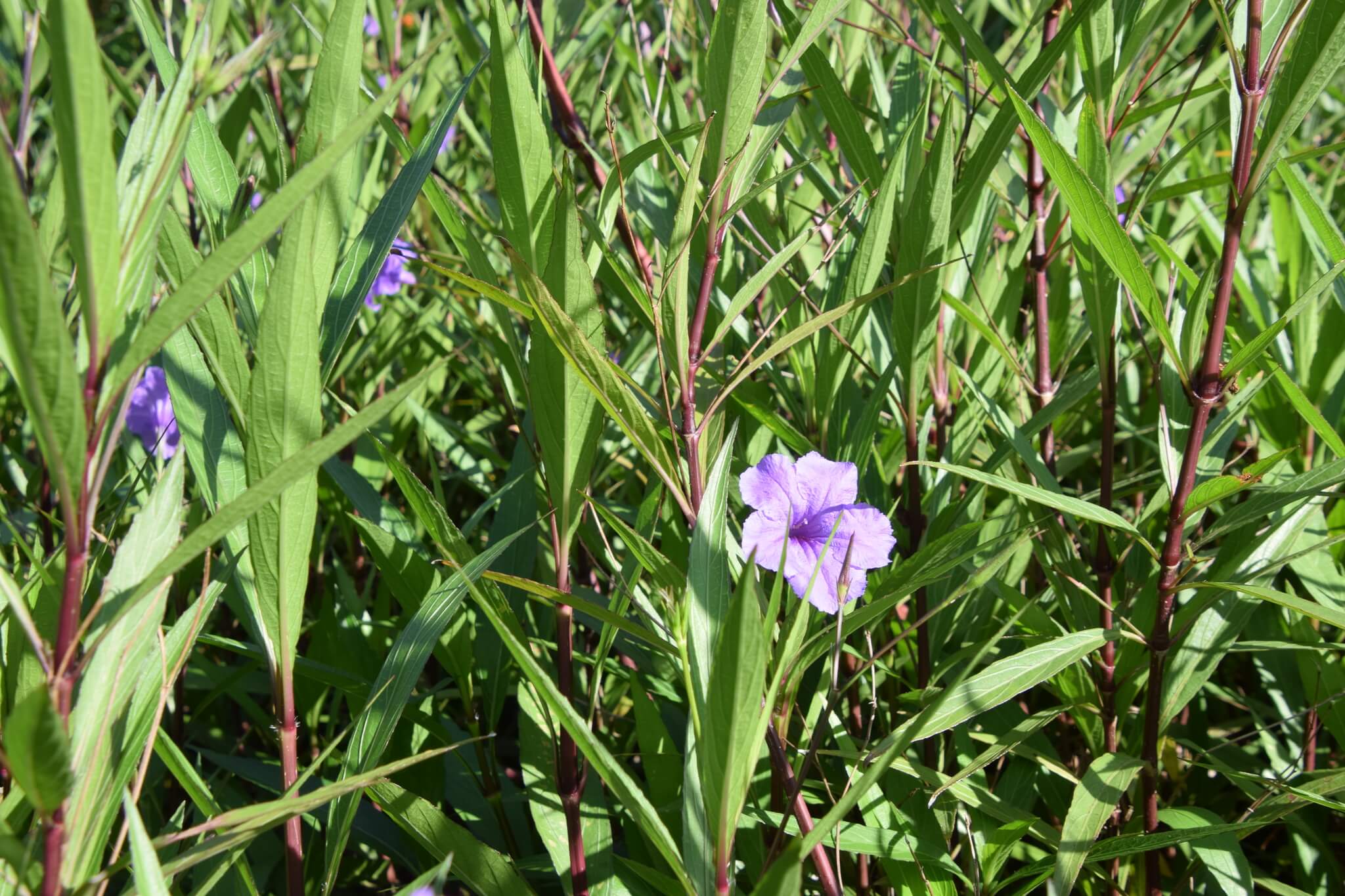 Ruellia simplex